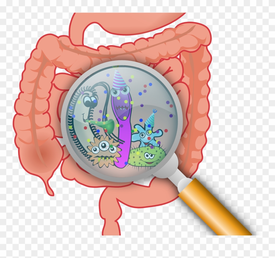 First Gut Bacteria May Have Lasting Effect On Ability - Essential Handbook To A Healthy Gut Clipart