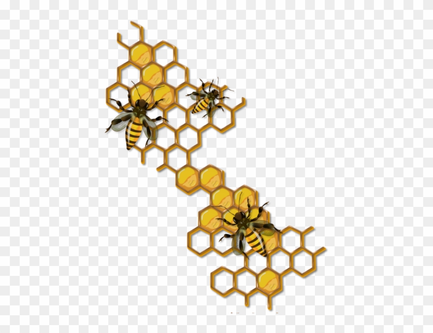 Tubes Printemps - Bee Honey Comb Clip Art - Png Download