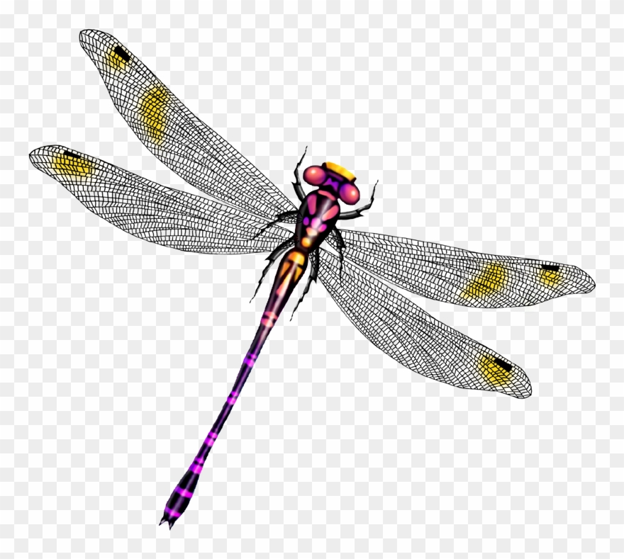 Clip Art Beautiful Wings Transprent - Dragon Fly Beautiful - Png Download