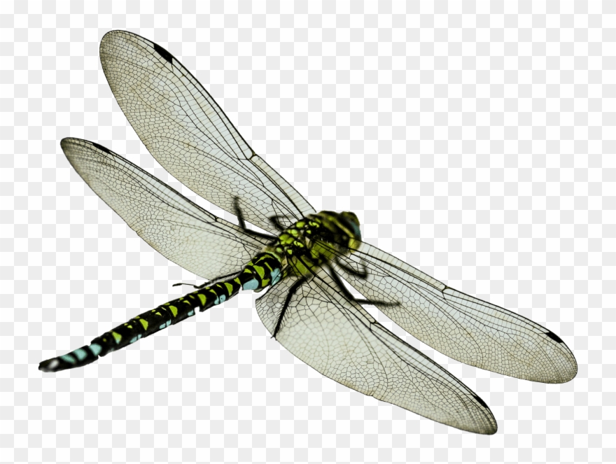 Dragonfly Clipart Transparent Background - Transparent Background Dragonfly Png