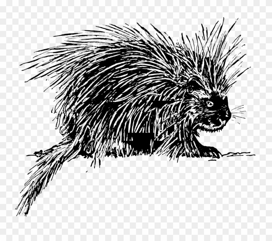 Puffer Fish Clipart - Porcupine Drawing Black And White - Png Download