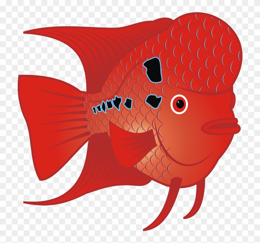 Echidna Clipart - Flower Horn Fish Clip Art - Png Download