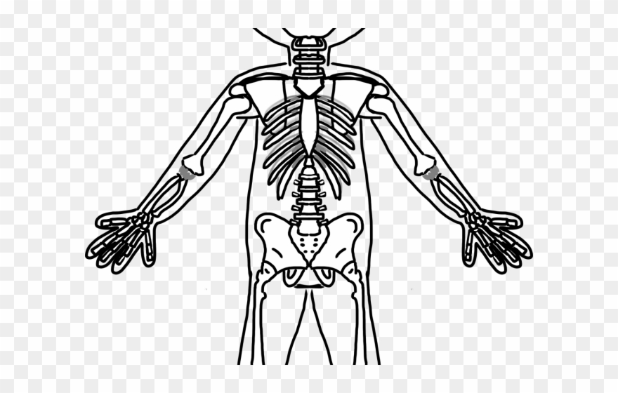 Skeleton Clipart Frog - Black And White Skeletal System - Png Download