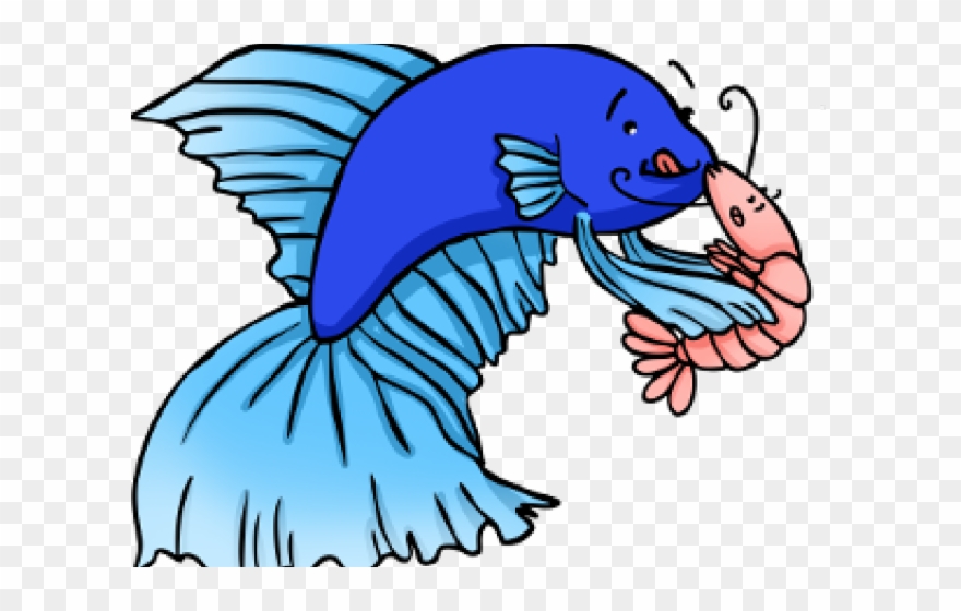 Betta Fish Eating Shrimp Clipart