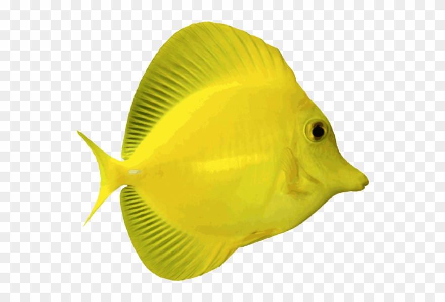 Amazing Clip Art Of Saltwater Fish Fish Angelfish And - Saltwater Fish Transparent Background - Png Download