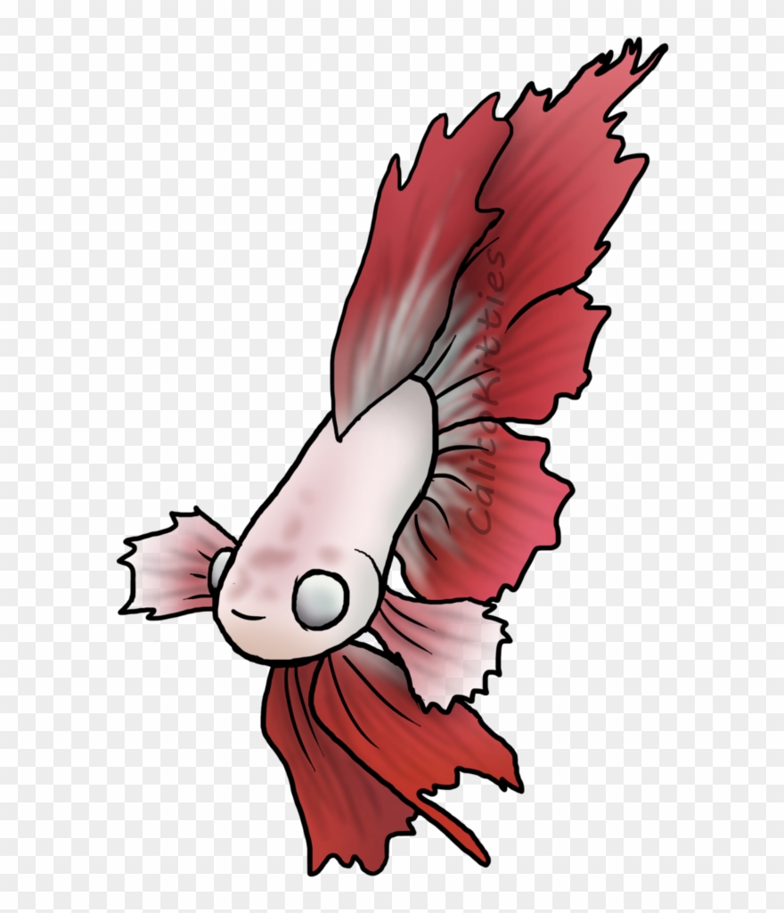 Clipart Transparent Download Betta Drawing Feather - Drawing - Png Download