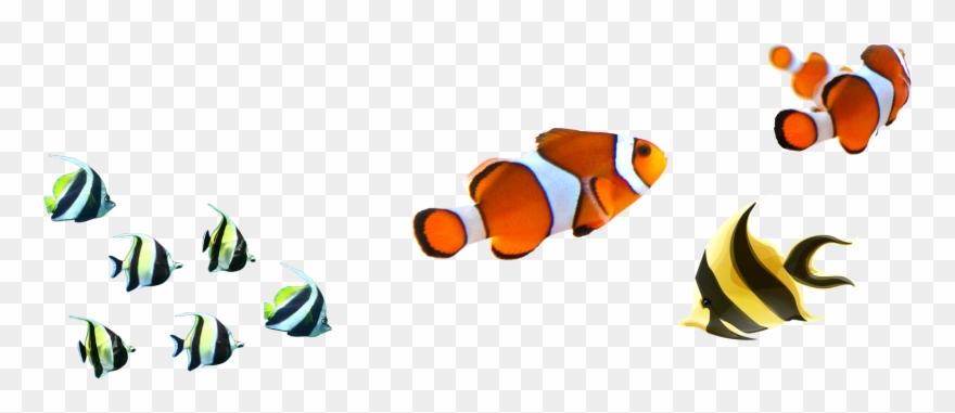 Angelfish Clipart Zebra Fish - Peces Dibujo Fondo Transparente - Png Download