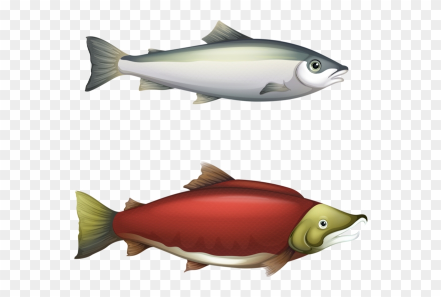 Picture Black And White Stock Clip Art Arts Pinterest - Barbel Fish Life Cycle - Png Download