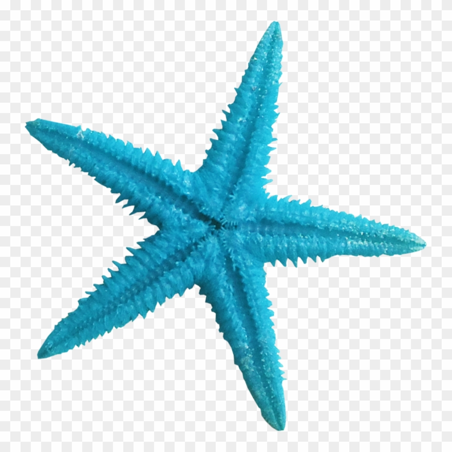 Starfish Clipart Aqua - Blue Sea Star Png Transparent Png
