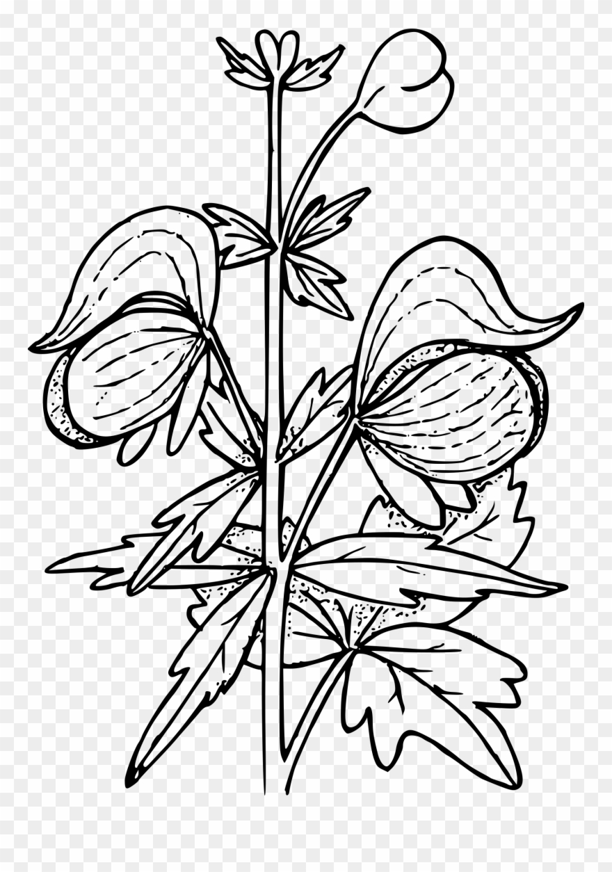 Clipart Columbian Big Image Clip Art Black And White - Wolf's Bane - Png Download