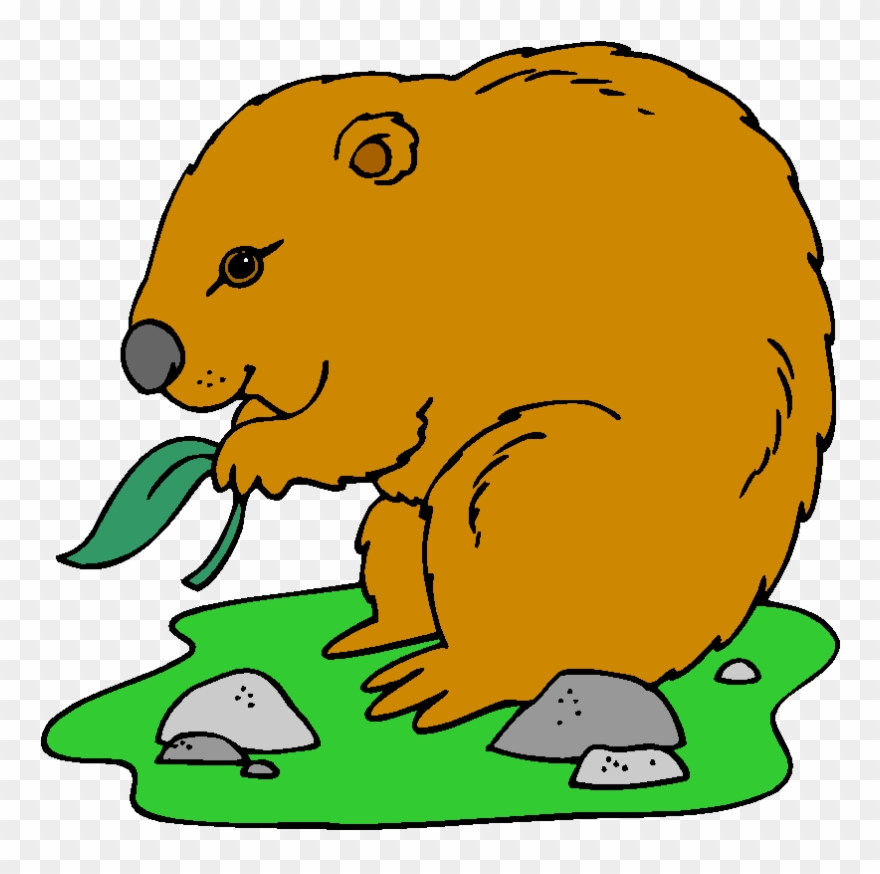 Wombat Eating Clipart - Png Download
