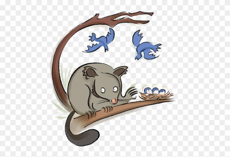 Opossum Clipart Australian Possum - Cat - Png Download