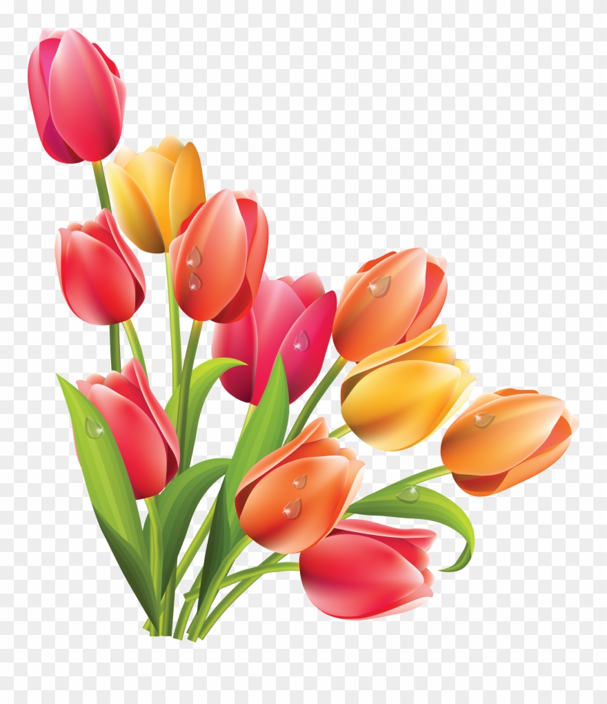 Picture Download Bunny Flower Clip Art Frangipani - Tulip Clipart - Png Download