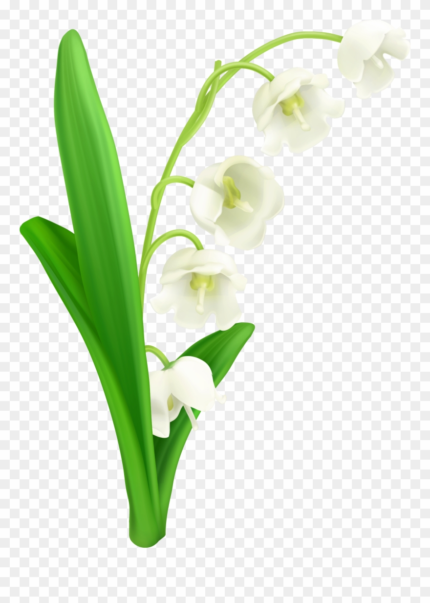 Lily Of The Valley Png Clipart Gallery Yopriceville - Lily Of The Valley Svg Transparent Png