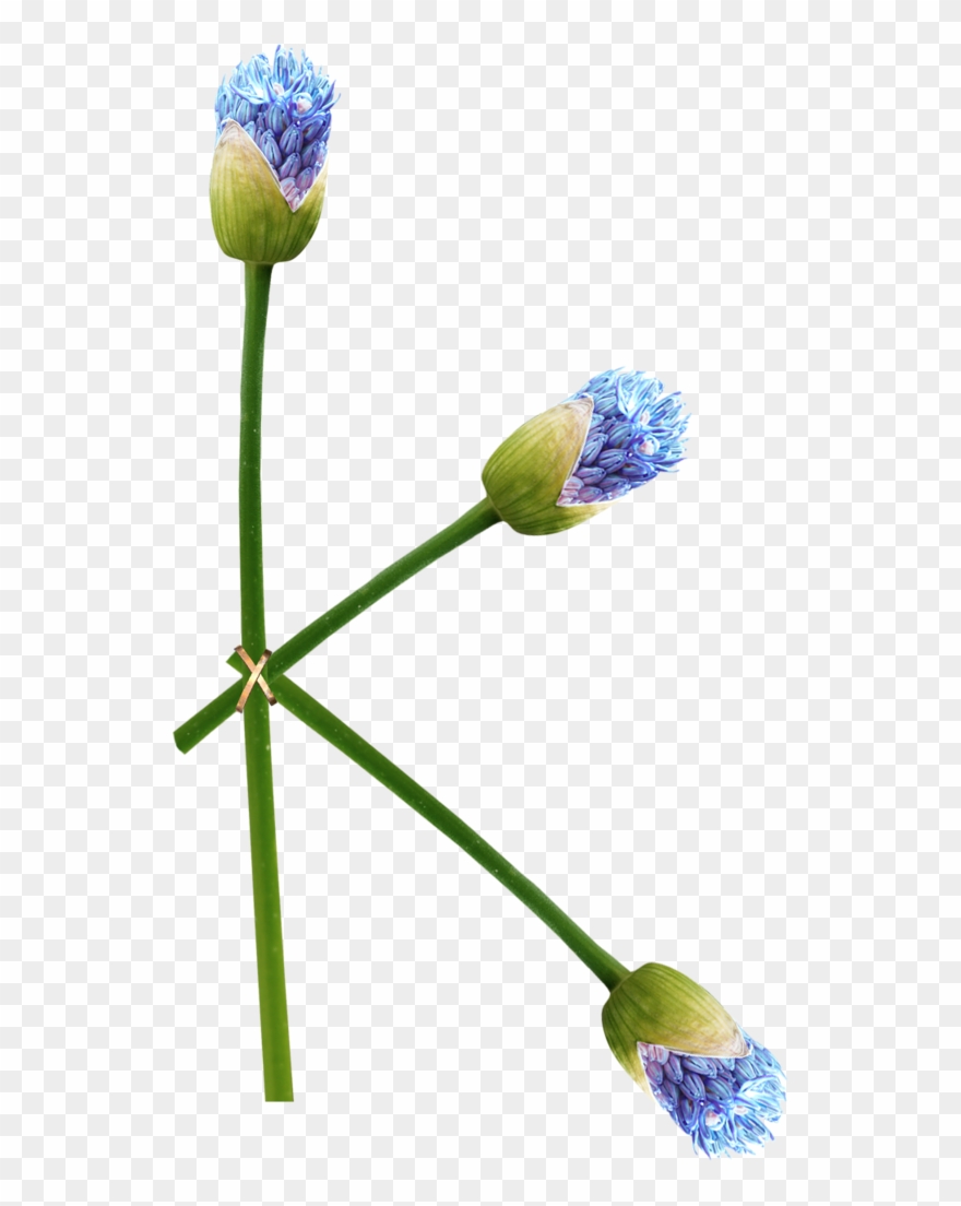 Ch - B *✿* - Tulip Clipart