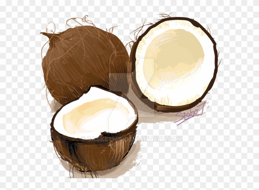 Coconuts Vector Illustration - Digital Art Clipart