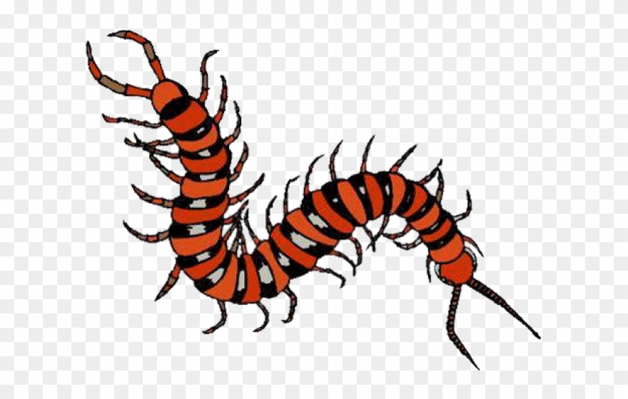 Millipede Clipart Tennessee - Amazon Rainforest Insect Clipart - Png Download