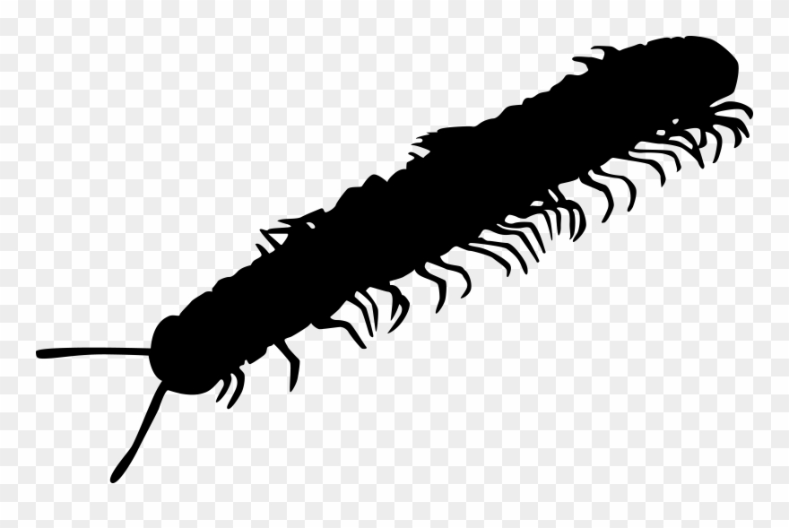 Millipede Clipart Transparent - Pest - Png Download