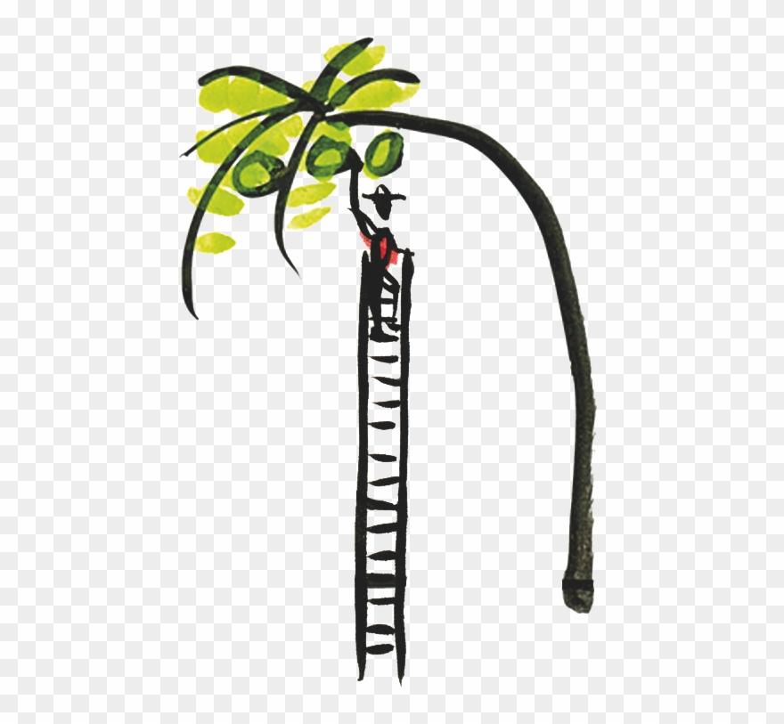 Coconut Clipart Branch - Invo Coconut Water, Pure - 16 Fl Oz - Png Download