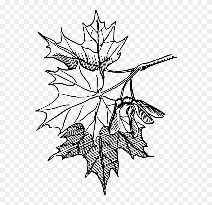 Free Sugar Maple - Maple Leaf Line Drawing Clipart