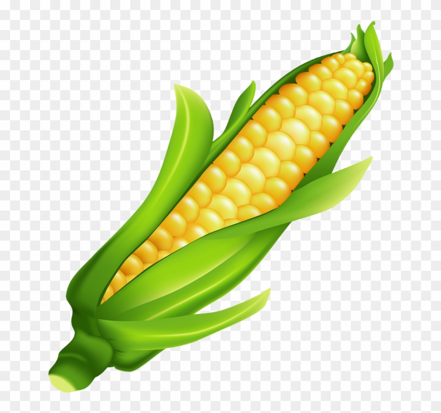 Milho Ear Of Corn Ears Of Corn, Food Clipart, Fruits - Mazorca De Maiz Png Transparent Png