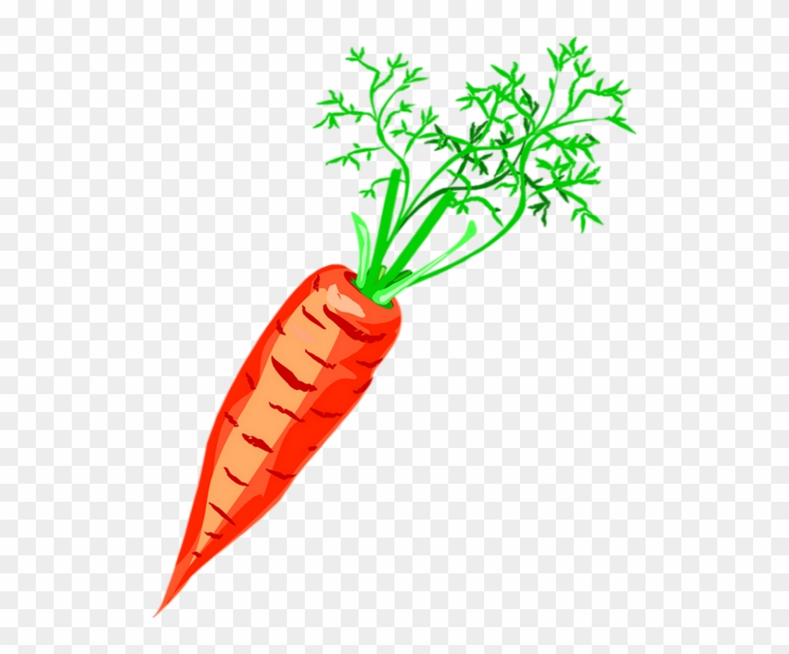 Carrot Drawing Png - Скачать Картинку Морковь Clipart