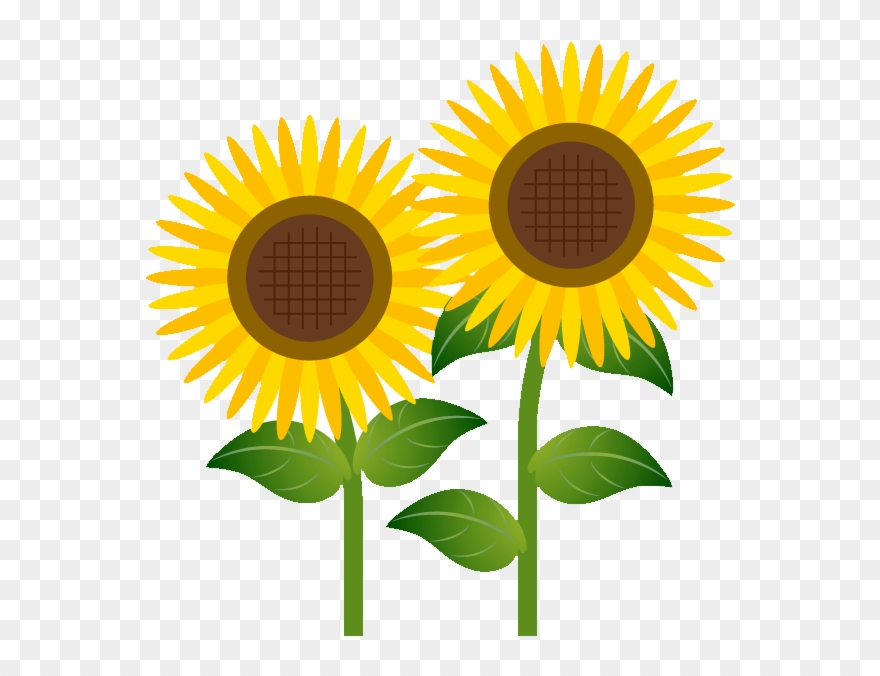 How To Download Flower Cliparts - Clipart Transparent Background Sunflower - Png Download