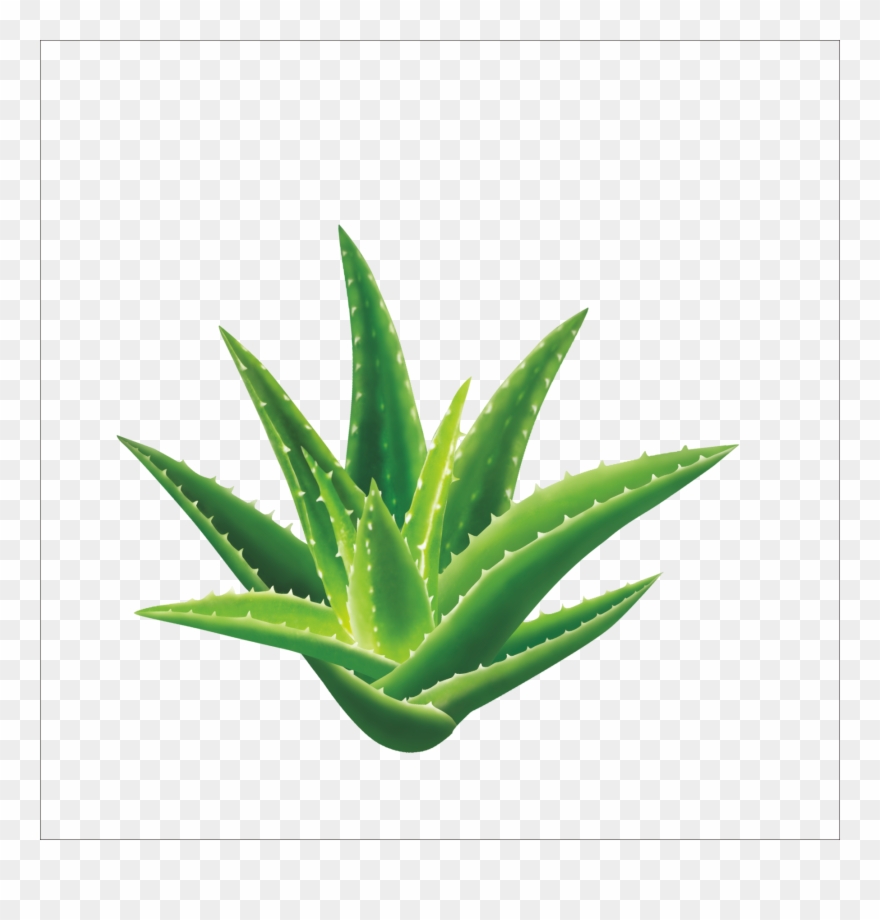 Transparent Succulents Aloe - 芦荟 Clipart