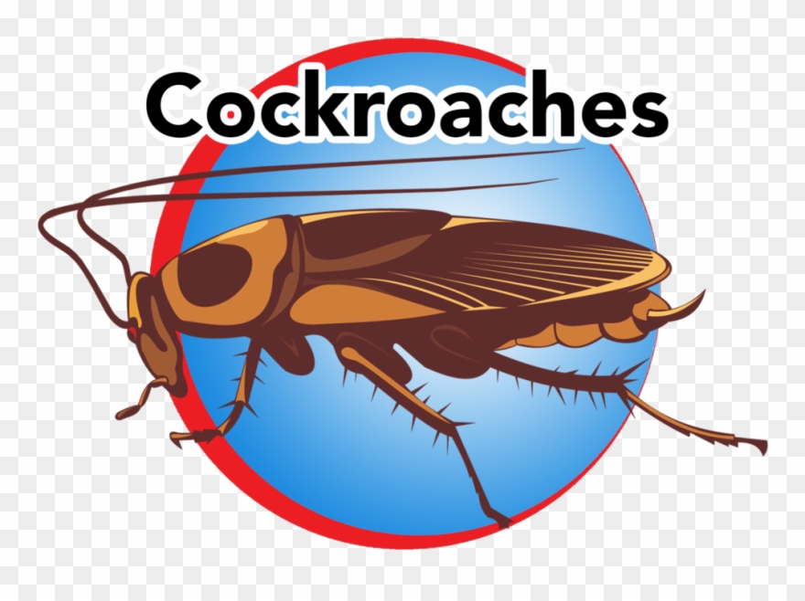 Button Vector Png - Cockroach Clipart
