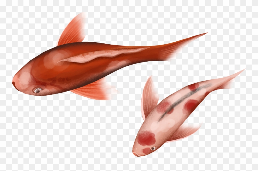 Festive Chinese Style Transport Koi Illustration Png - Coral Reef Fish Clipart