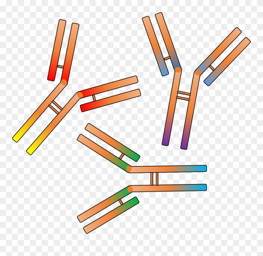 Rabbit Polyclonal Antibody Service Antibodies Clip Art Png Download Full Size Clipart 4860534 Pinclipart
