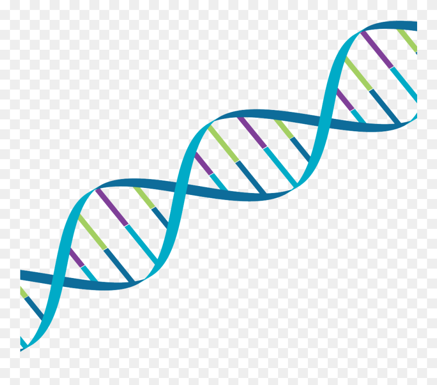 Dna Mps Colours - Therapeutics Clip Art - Png Download