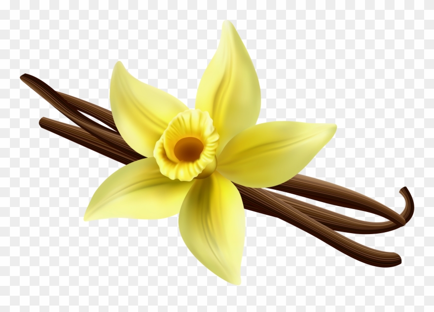 Png Gallery Yopriceville - Narcissus Clipart