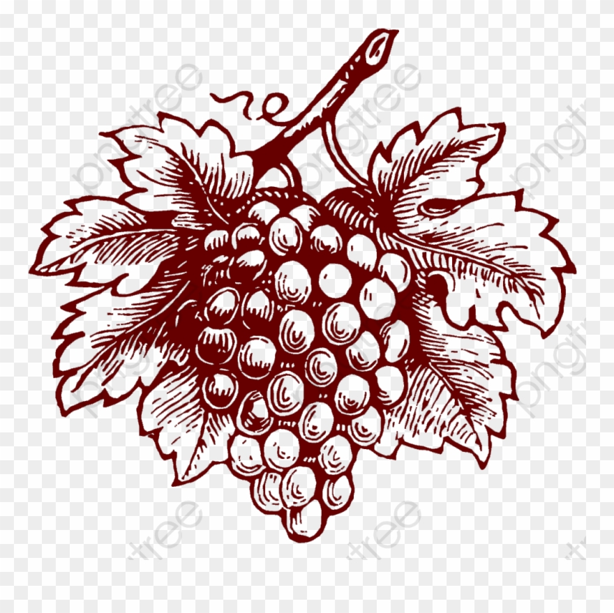 Grapes Clipart Realistic - Illustration - Png Download
