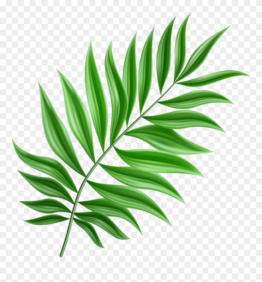 Green Palm Leaf Png Clipart Transparent Png