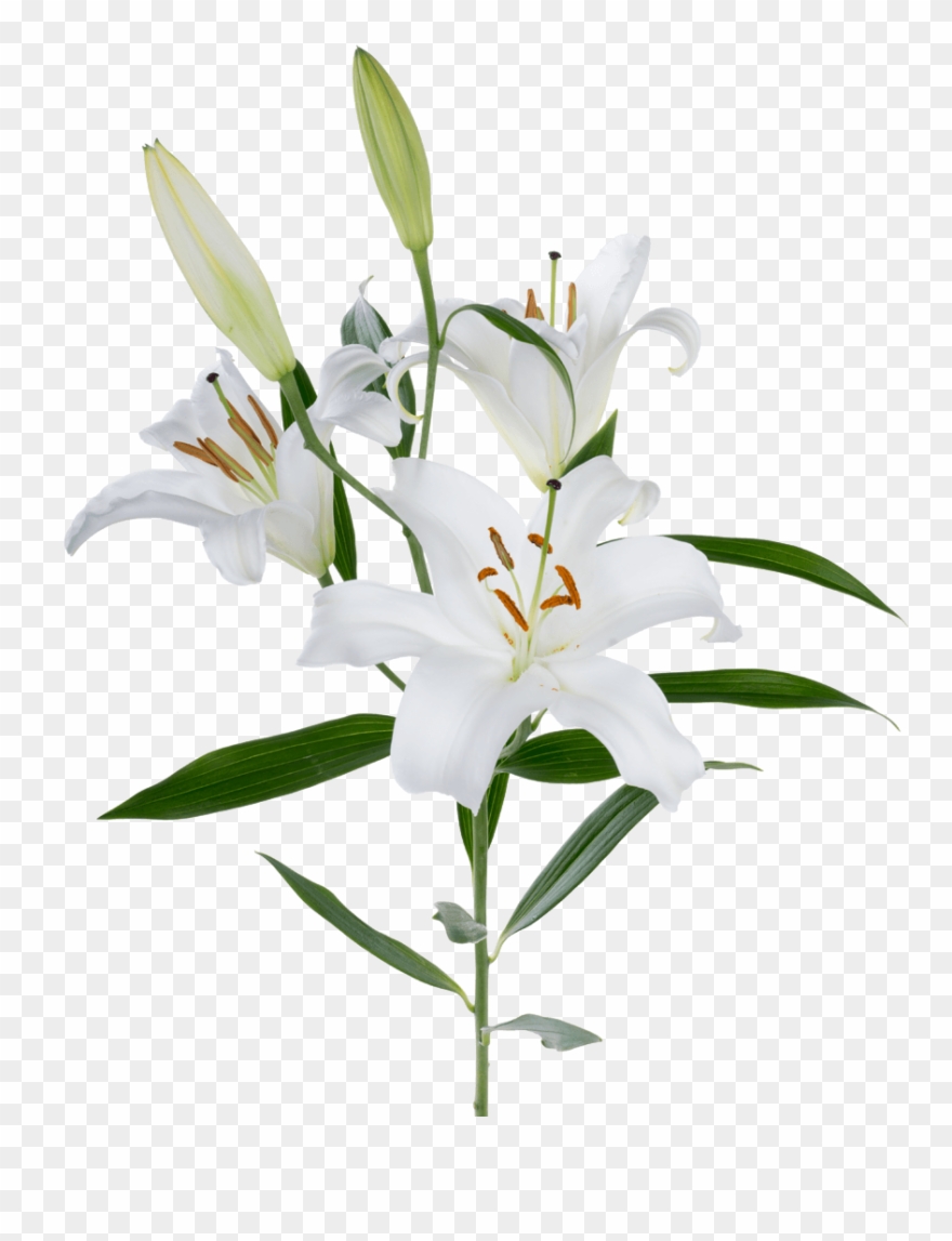 Oriental Lily White - White Oriental Lily Clipart