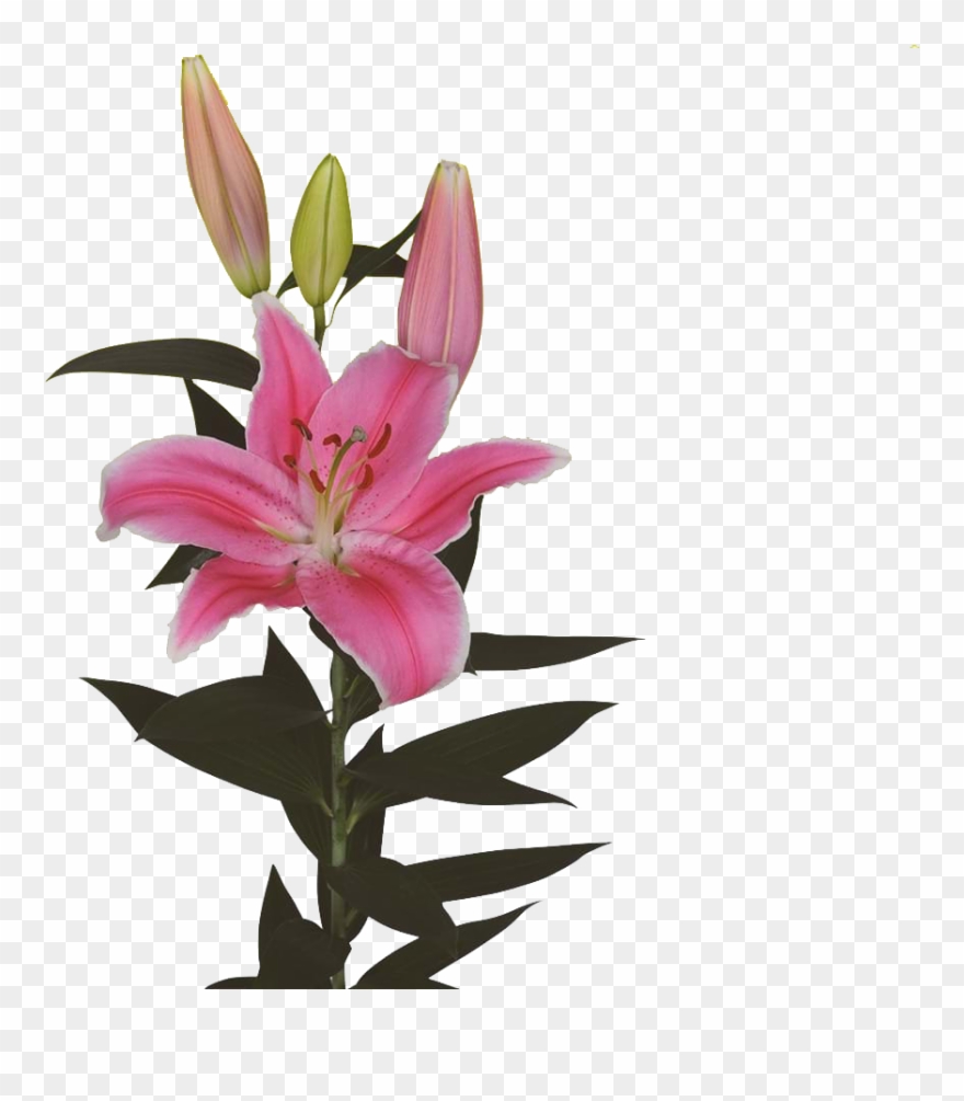 Stargazer Lily - Hoa Ly Marlon Clipart