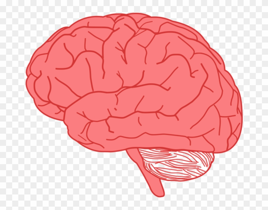 Brain Sticker - Transparent Background Brain Clipart - Png Download