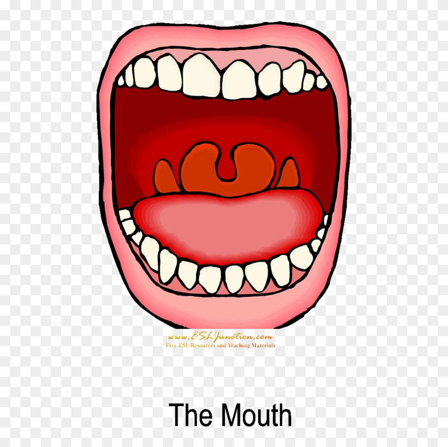 Mouth Free Clipart The Cliparts Transparent Png - Mouth Digestive System Clipart