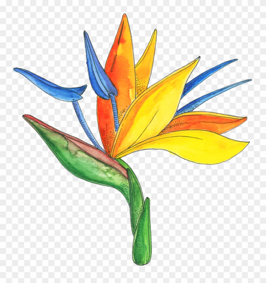 Bird Of Paradise , Png Download - Bird Of Paradise Clipart