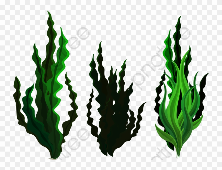 Three Small Seaweed - Plantas Marinas Png Clipart