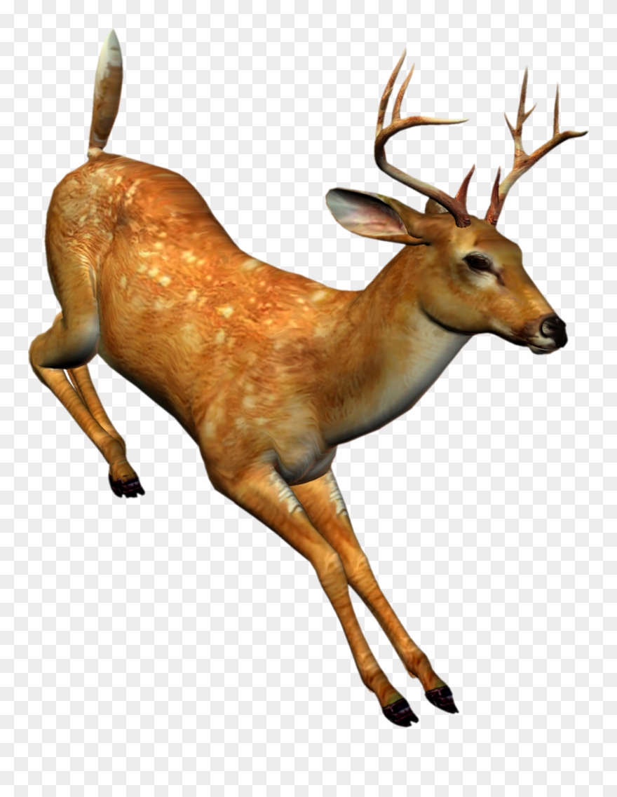 Яндекс - Фотки - Tube Animaux De La Foret Clipart