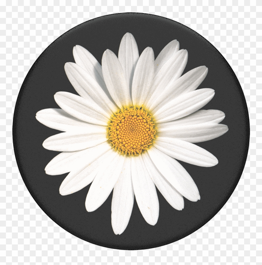 White Popsockets Popgrip - Daisy With Black Background Clipart
