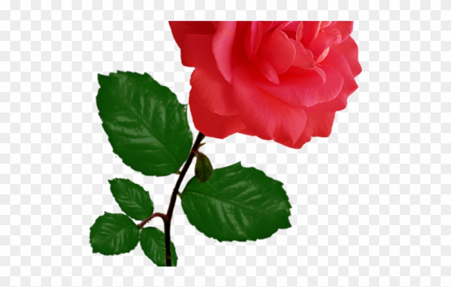 Red Rose Clipart Row - Transparent Single Rose Png