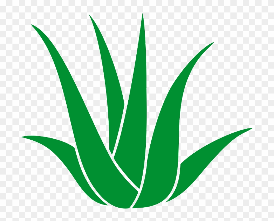 Good Medical Balance Center Chemnitz In Chemnitz With - Agave Clipart