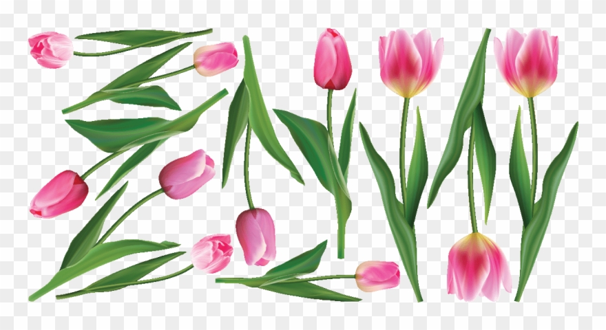Sticker Fleurs Tulipes Roses Ambiance Sticker Col Inc - Sprenger's Tulip Clipart