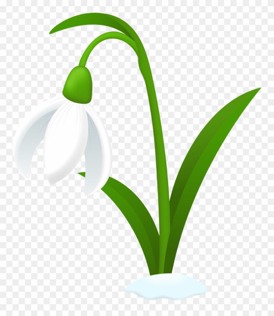 10 Kedves Tavaszváró Gyerekvers, Ami Segít A Tavasztündérnek - Snowdrop Clipart - Png Download