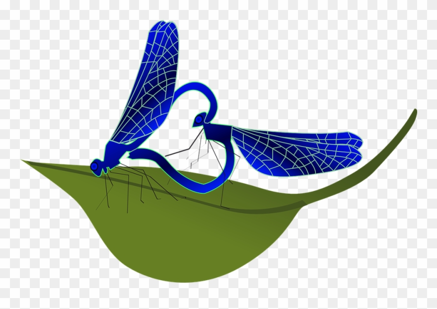 Free Coupling Dragonfly - Insect Clipart