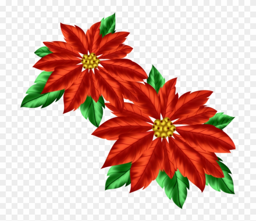 Informations Complémentaires - Transparent Poinsettia Clipart - Png Download