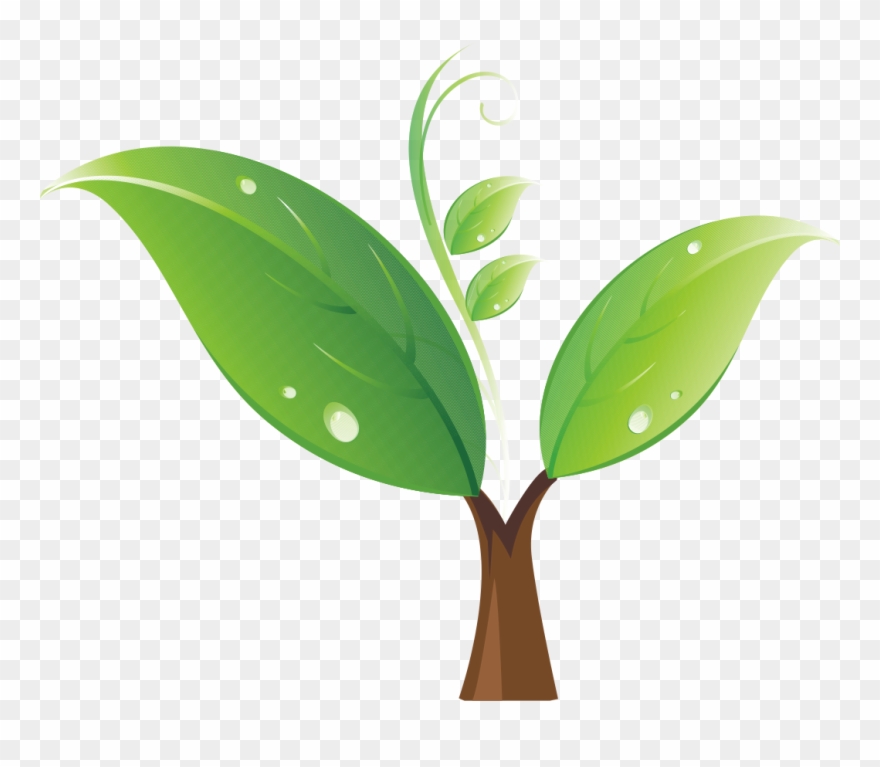 Seedling Tree Clip Art - Portable Network Graphics - Png Download
